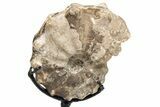 Cretaceous Ammonite (Mammites) Fossil with Metal Stand - Morocco #217432-2